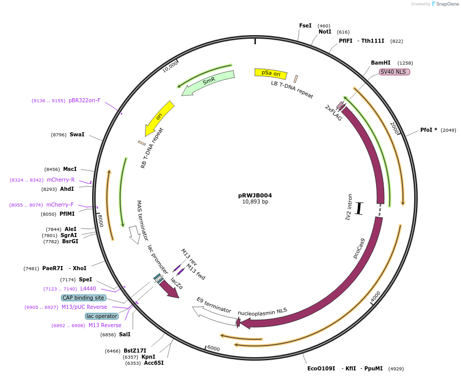 160112-plasmid-map-sequence-id-325469