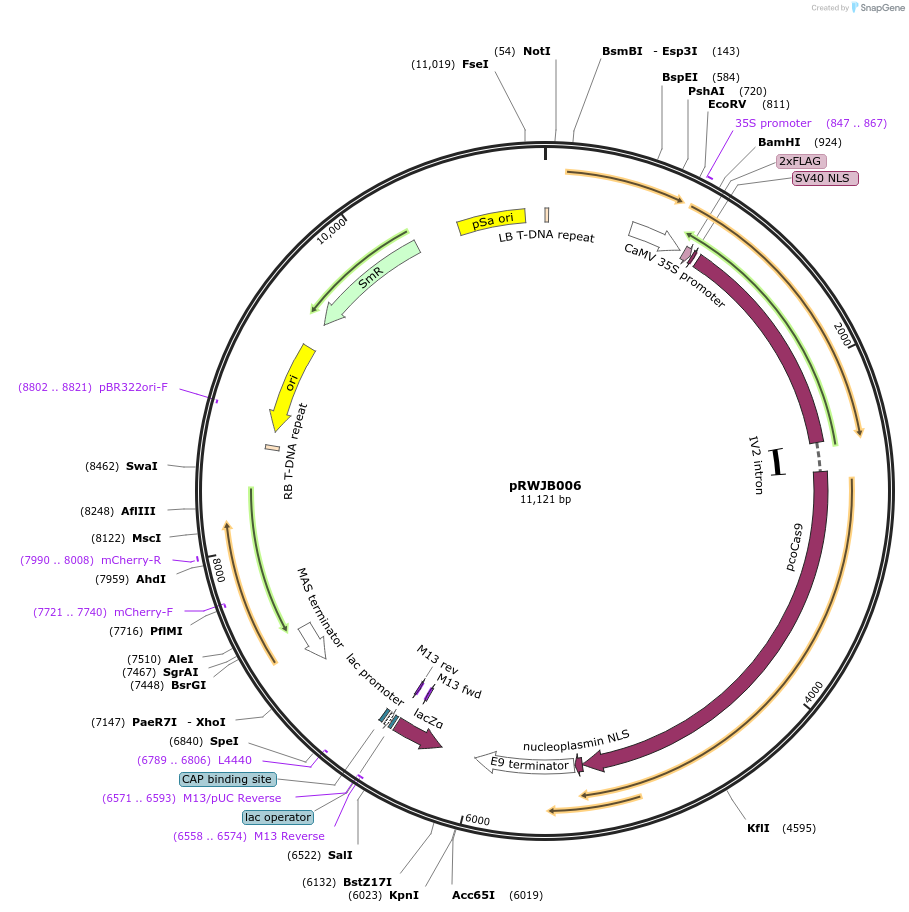 160113-plasmid-map-sequence-id-325470