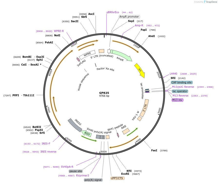 164550-plasmid-map-sequence-id-325498