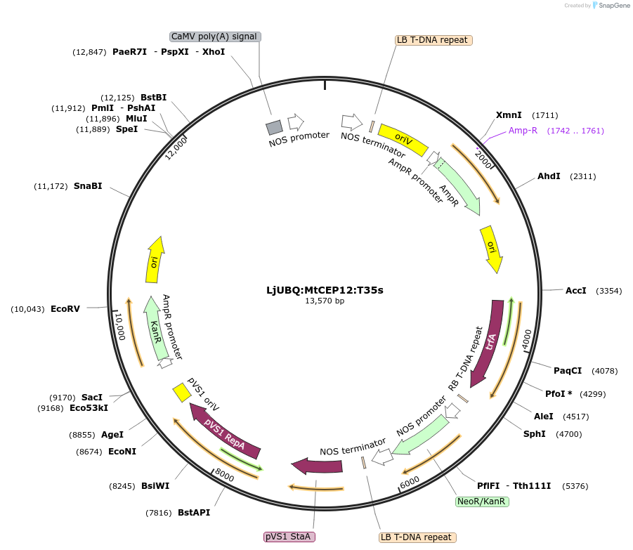 164730-plasmid-map-sequence-id-325512
