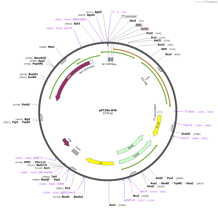 162067-plasmid-map-sequence-id-325536