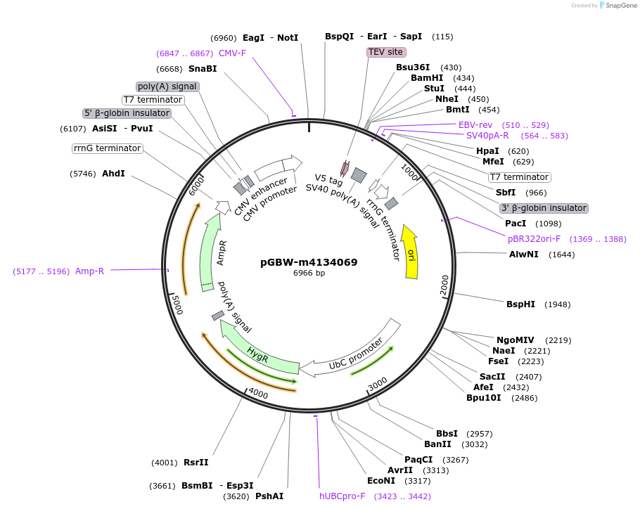 152252-plasmid-map-sequence-id-325544