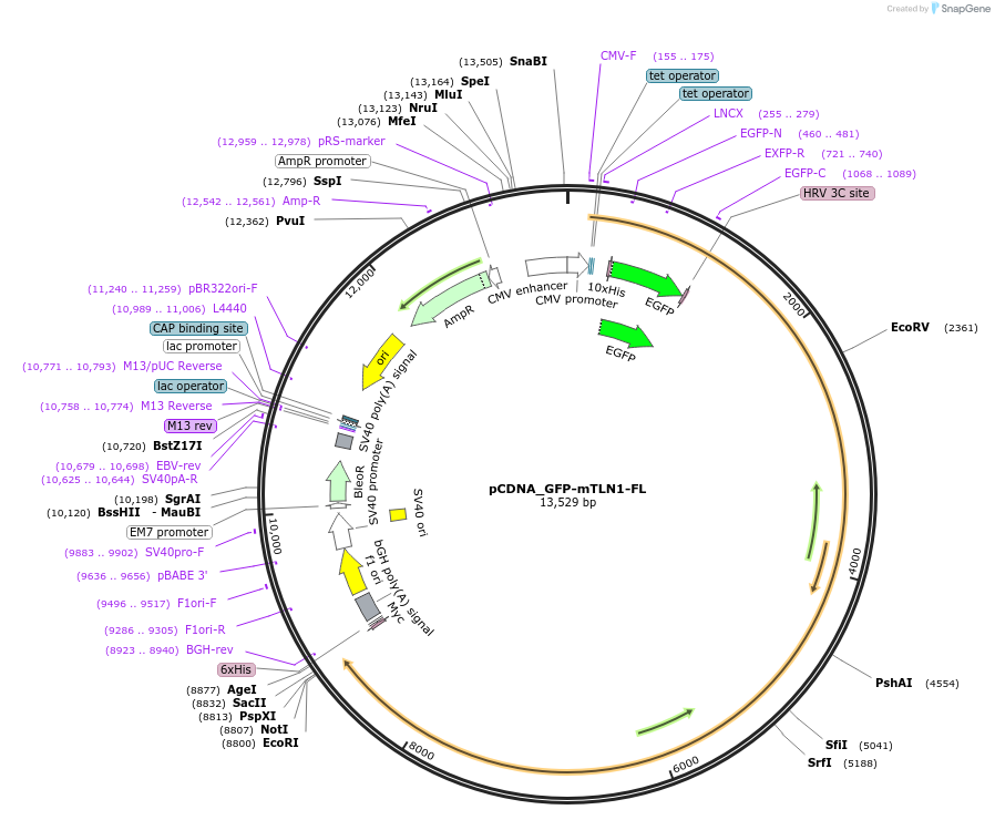 164838-plasmid-map-sequence-id-325548