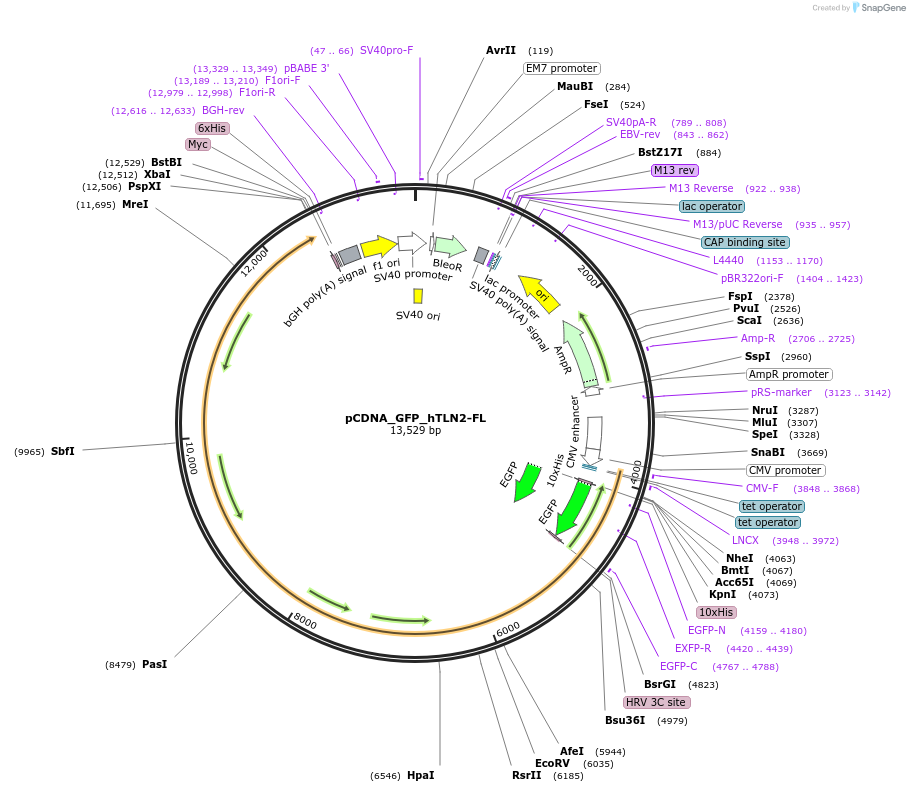 164840-plasmid-map-sequence-id-325554