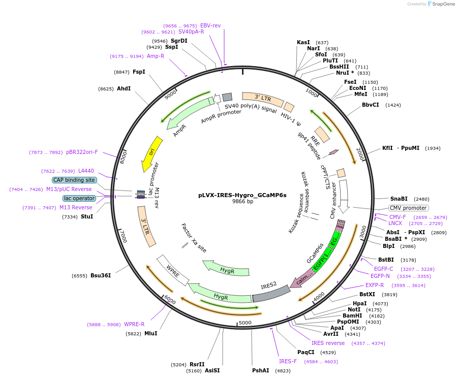 164591-plasmid-map-sequence-id-325564