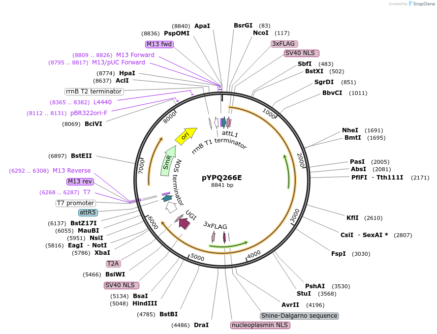 161521-plasmid-map-sequence-id-325638