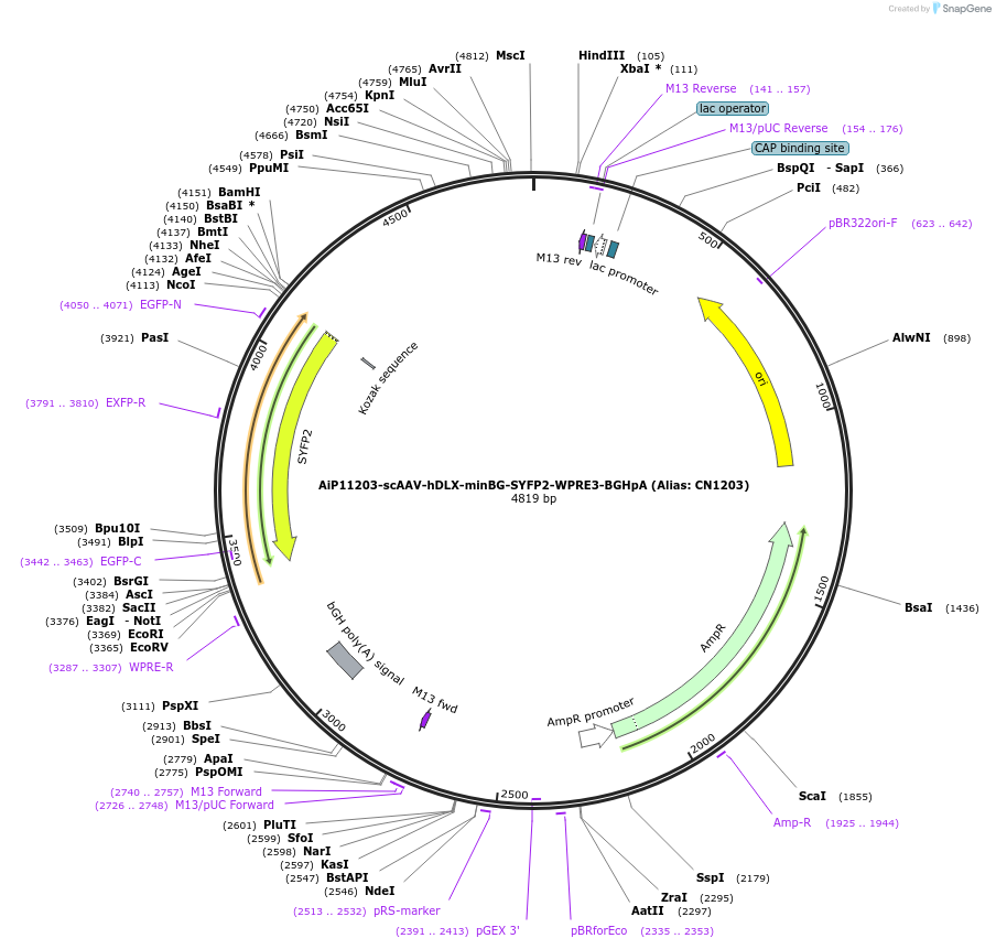 163492-plasmid-map-sequence-id-325639