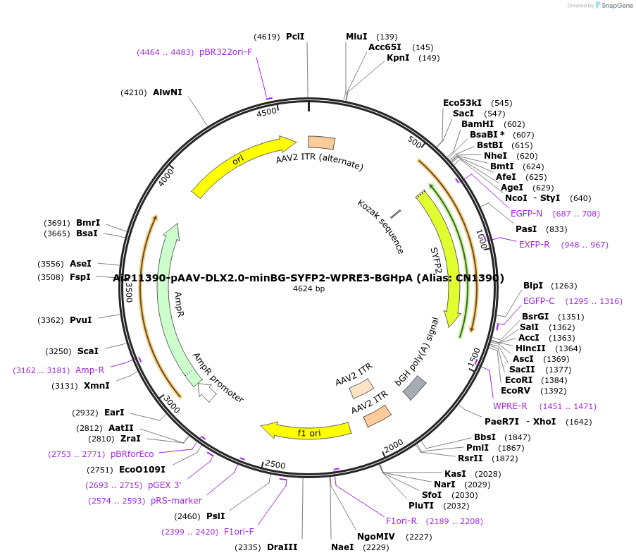 163505-plasmid-map-sequence-id-325646