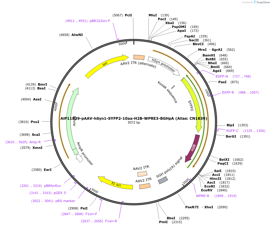 163509-plasmid-map-sequence-id-325647