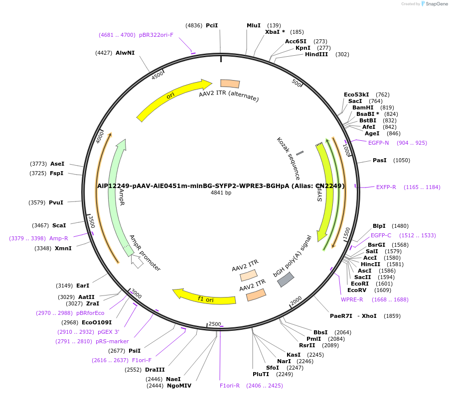 164452-plasmid-map-sequence-id-325684