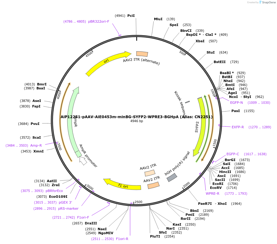 164453-plasmid-map-sequence-id-325685
