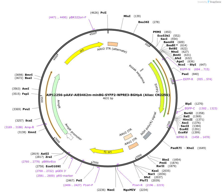 164456-plasmid-map-sequence-id-325687