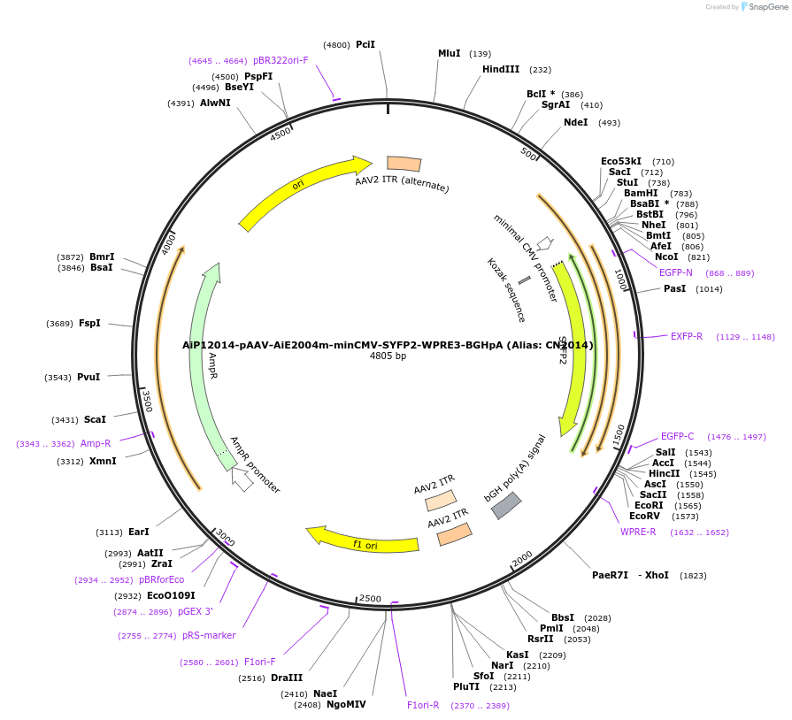 164457-plasmid-map-sequence-id-325688