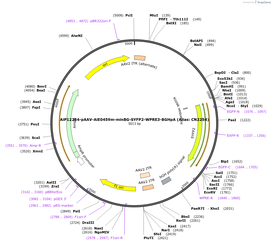 164454-plasmid-map-sequence-id-325689