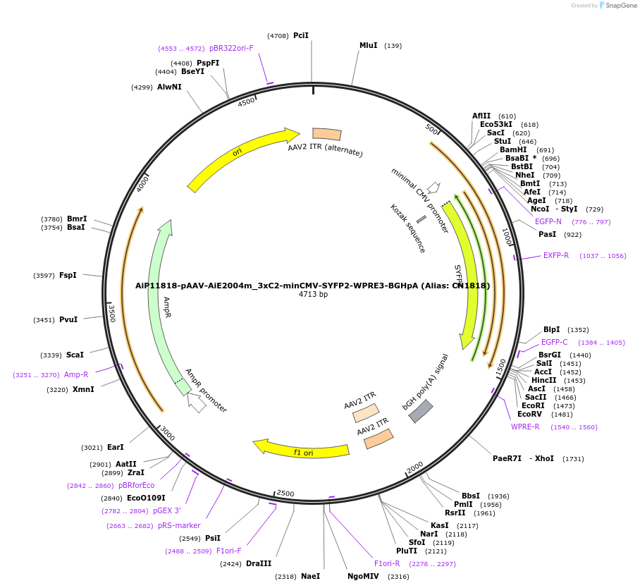 164458-plasmid-map-sequence-id-325690