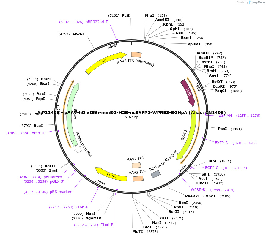 164449-plasmid-map-sequence-id-325691