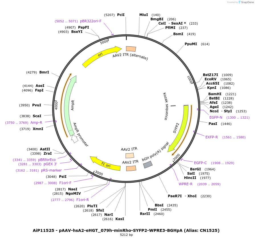 163501-plasmid-map-sequence-id-325766