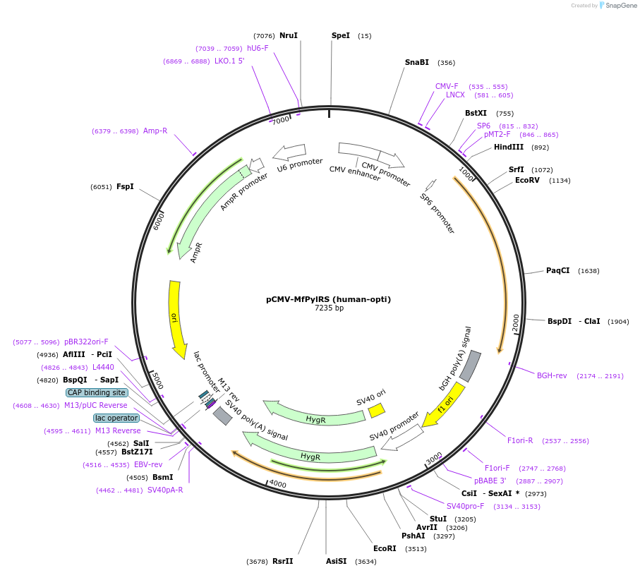 164081-plasmid-map-sequence-id-325767
