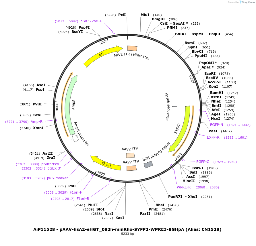 163502-plasmid-map-sequence-id-325768