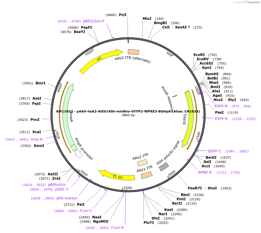 163503-plasmid-map-sequence-id-325769