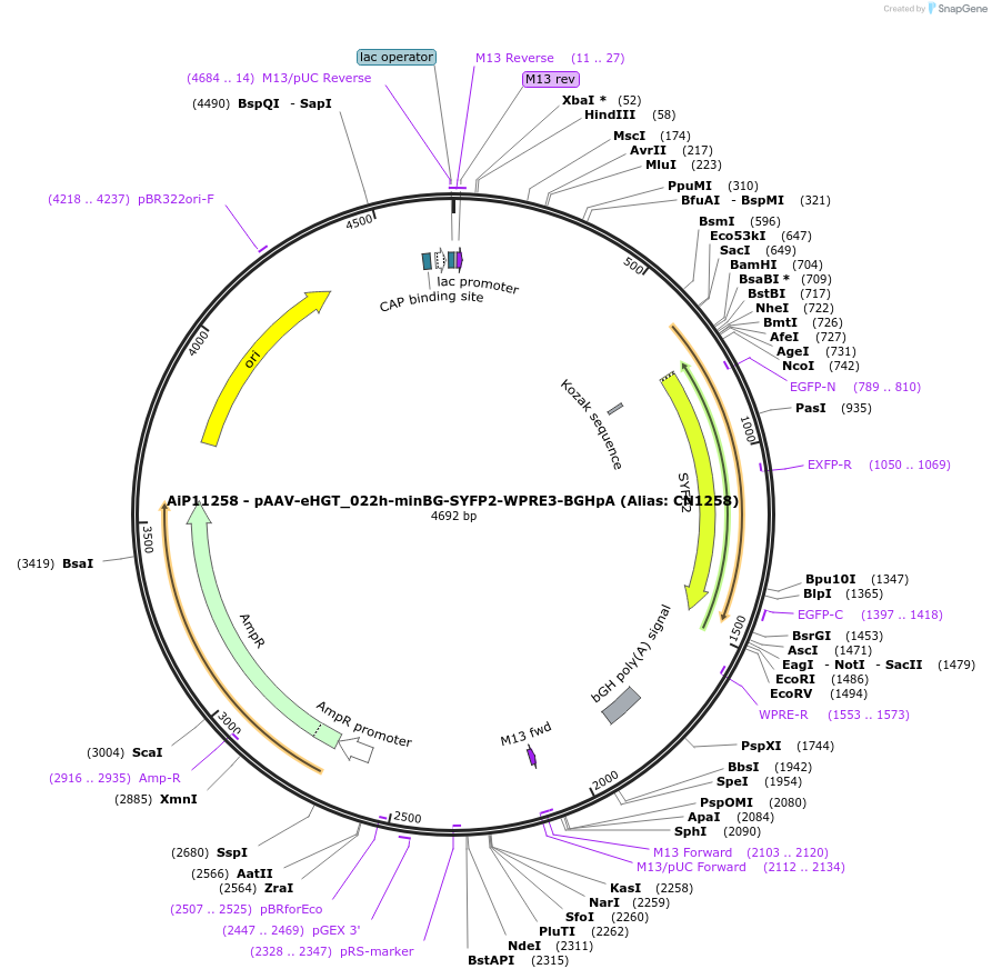 163506-plasmid-map-sequence-id-325770