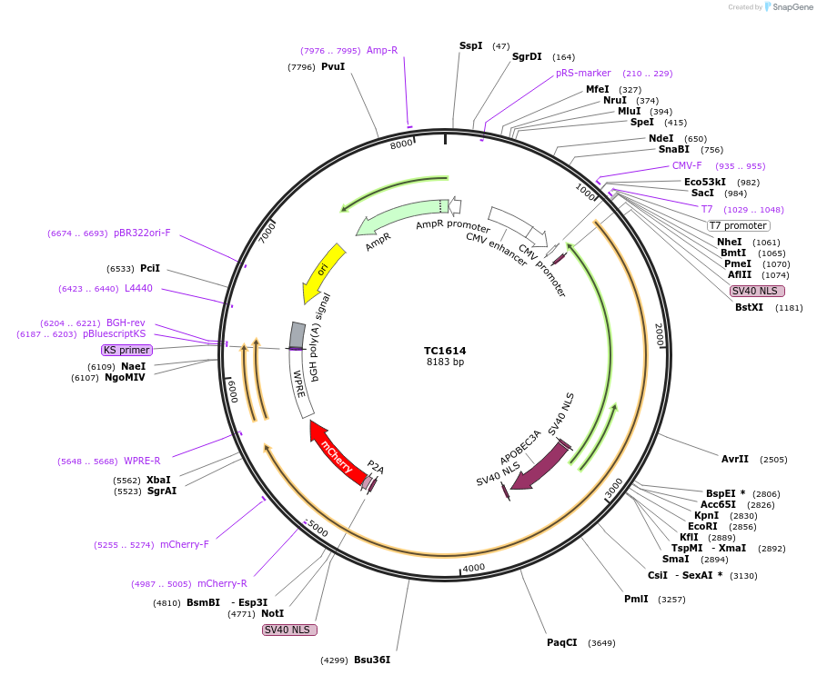 164873-plasmid-map-sequence-id-325776