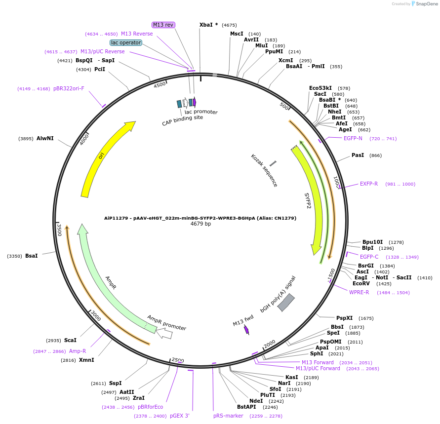 163507-plasmid-map-sequence-id-325778