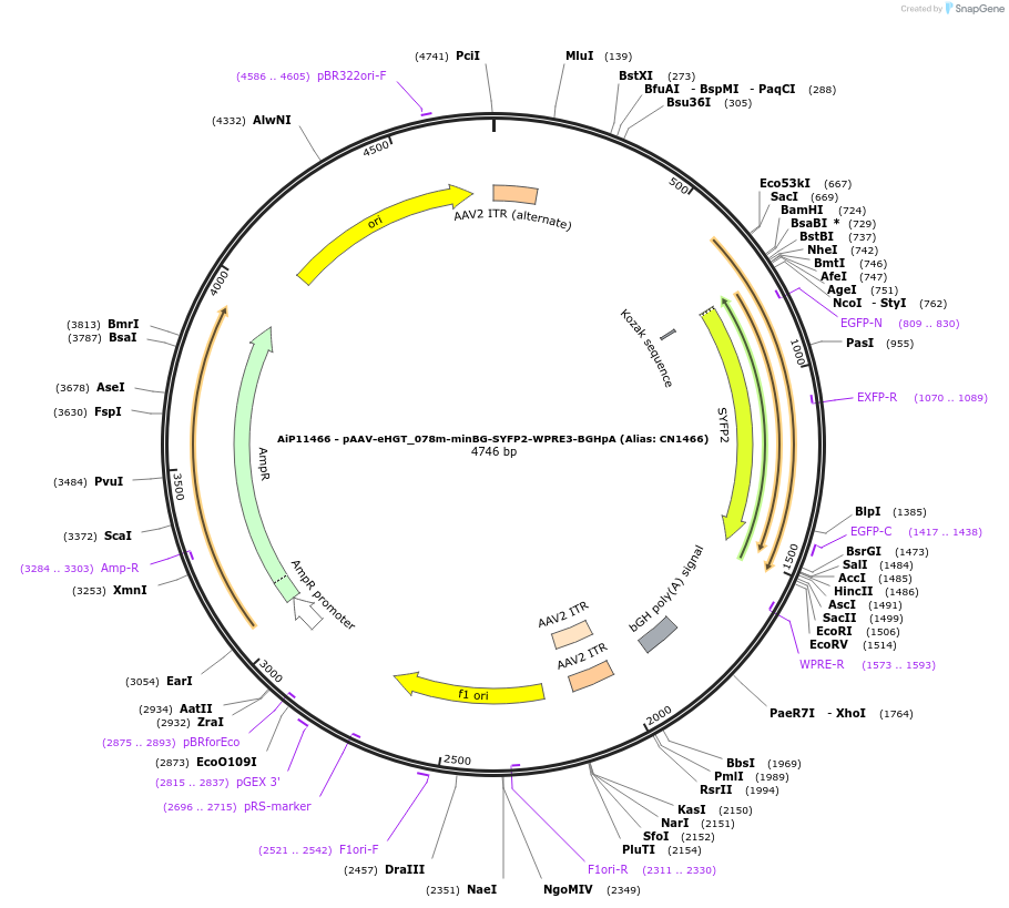 163508-plasmid-map-sequence-id-325781