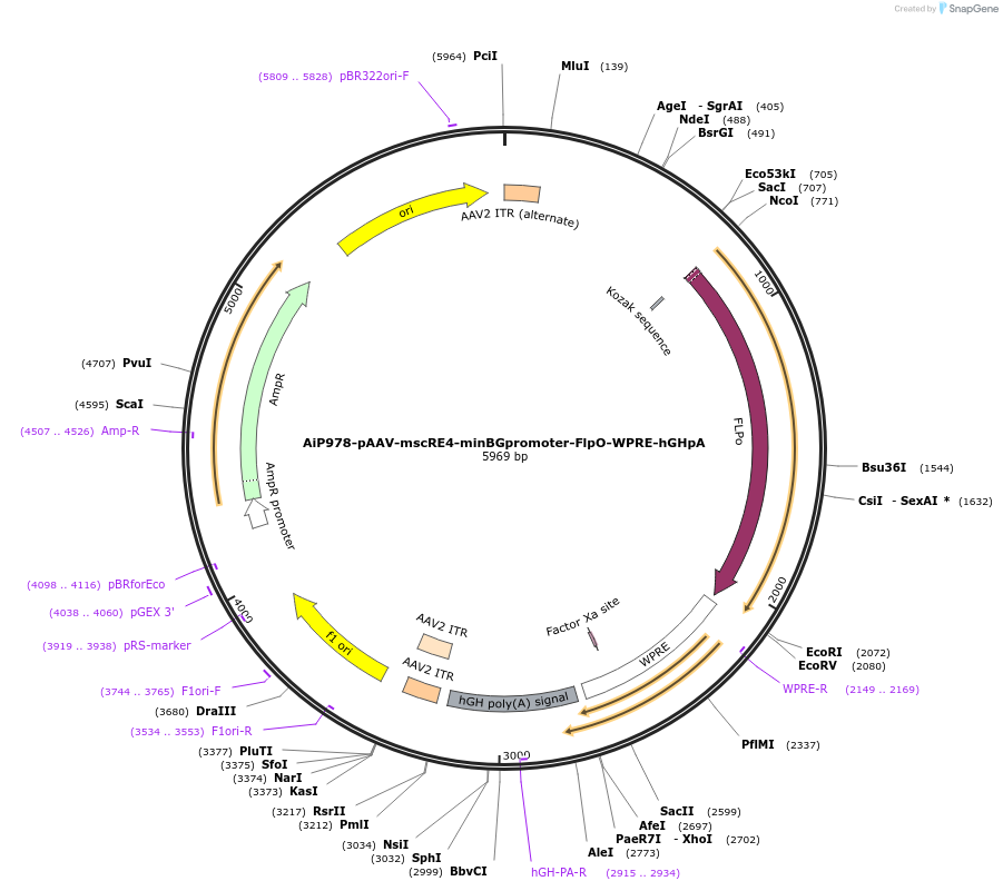 163472-plasmid-map-sequence-id-325783