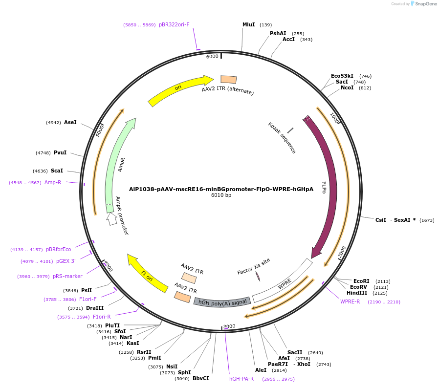 163475-plasmid-map-sequence-id-325788