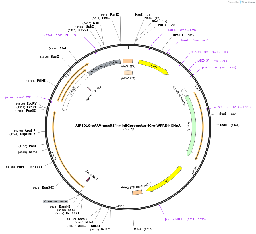 163476-plasmid-map-sequence-id-325801