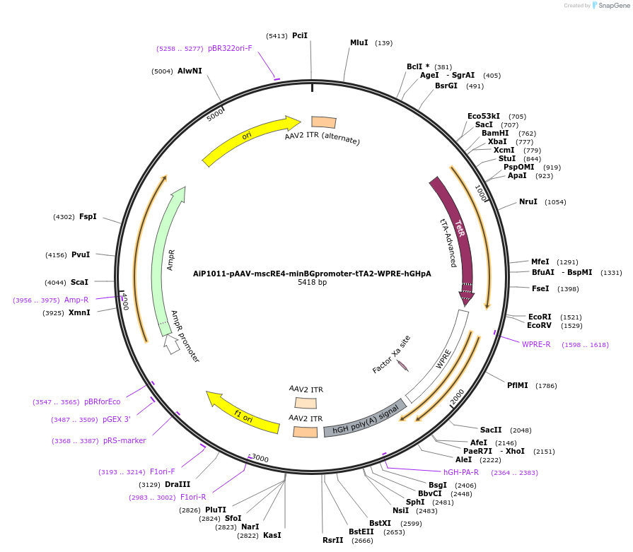163480-plasmid-map-sequence-id-325806