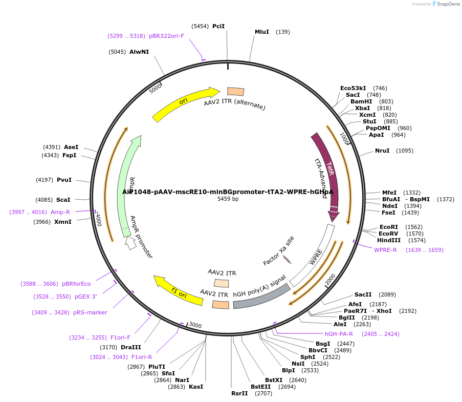 163481-plasmid-map-sequence-id-325807