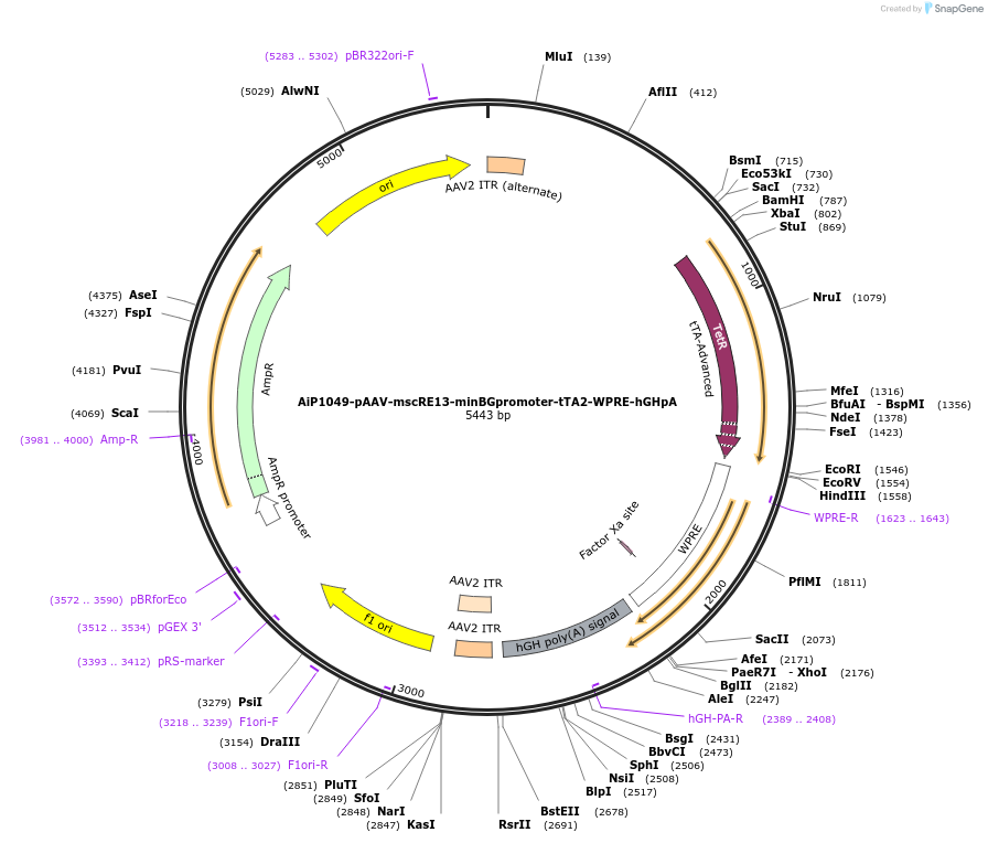 163482-plasmid-map-sequence-id-325808