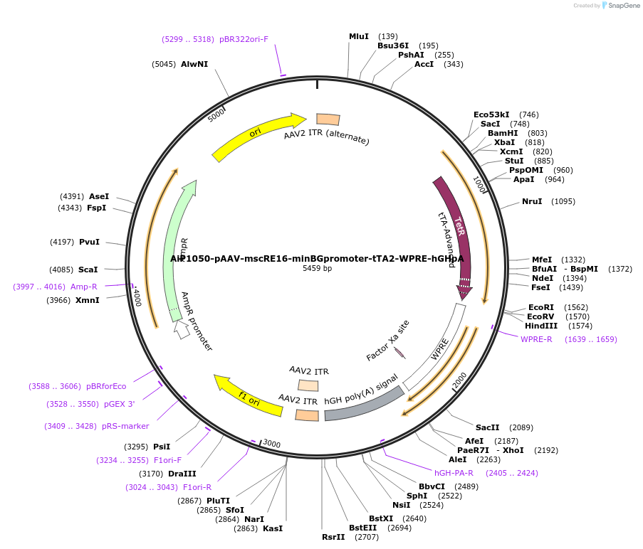 163483-plasmid-map-sequence-id-325809