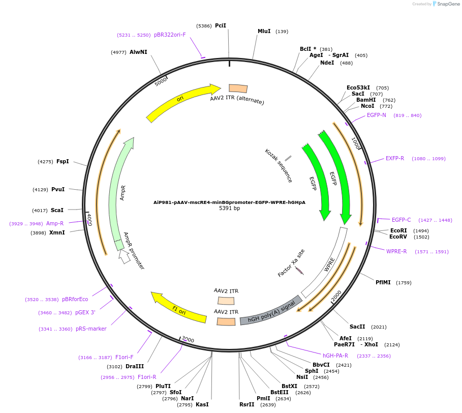 163484-plasmid-map-sequence-id-325811