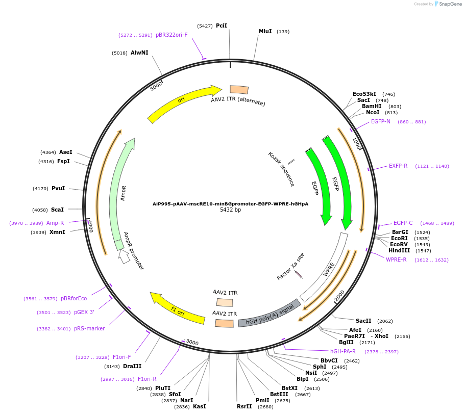 163485-plasmid-map-sequence-id-325812