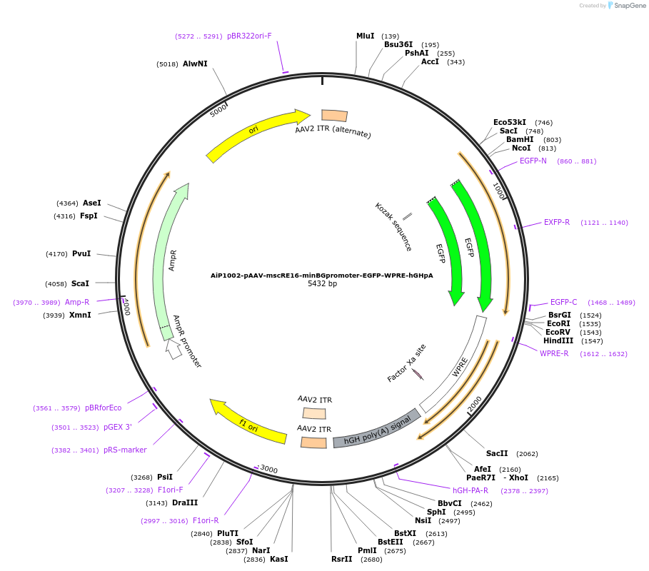 163486-plasmid-map-sequence-id-325813