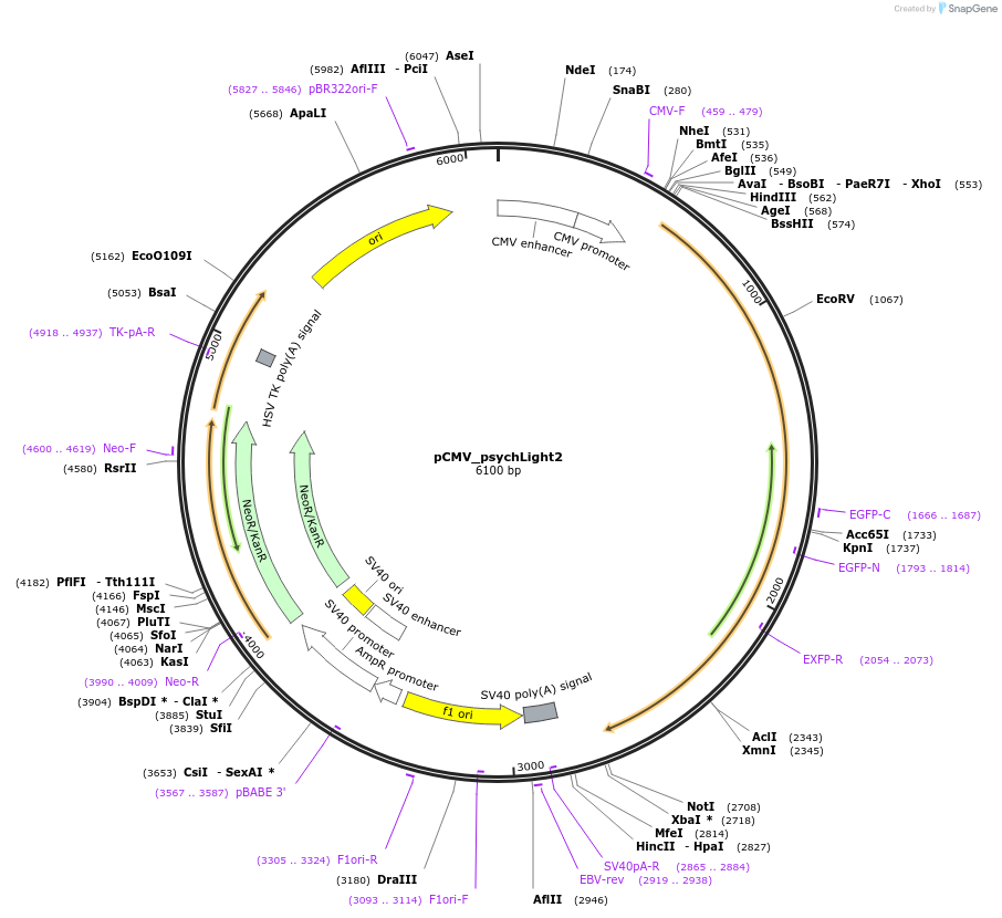 163910-plasmid-map-sequence-id-325818