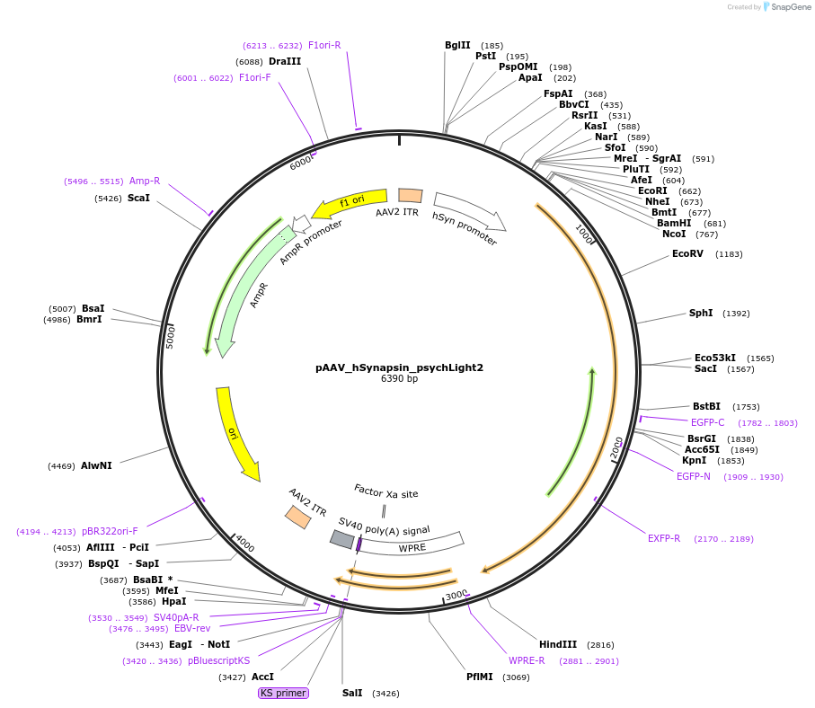 163909-plasmid-map-sequence-id-325819