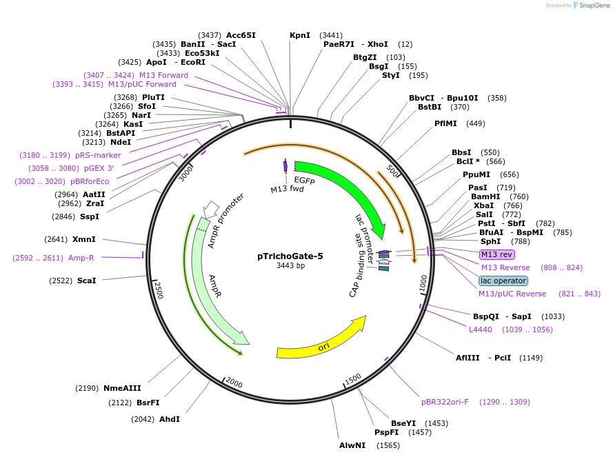 160705-plasmid-map-sequence-id-325821
