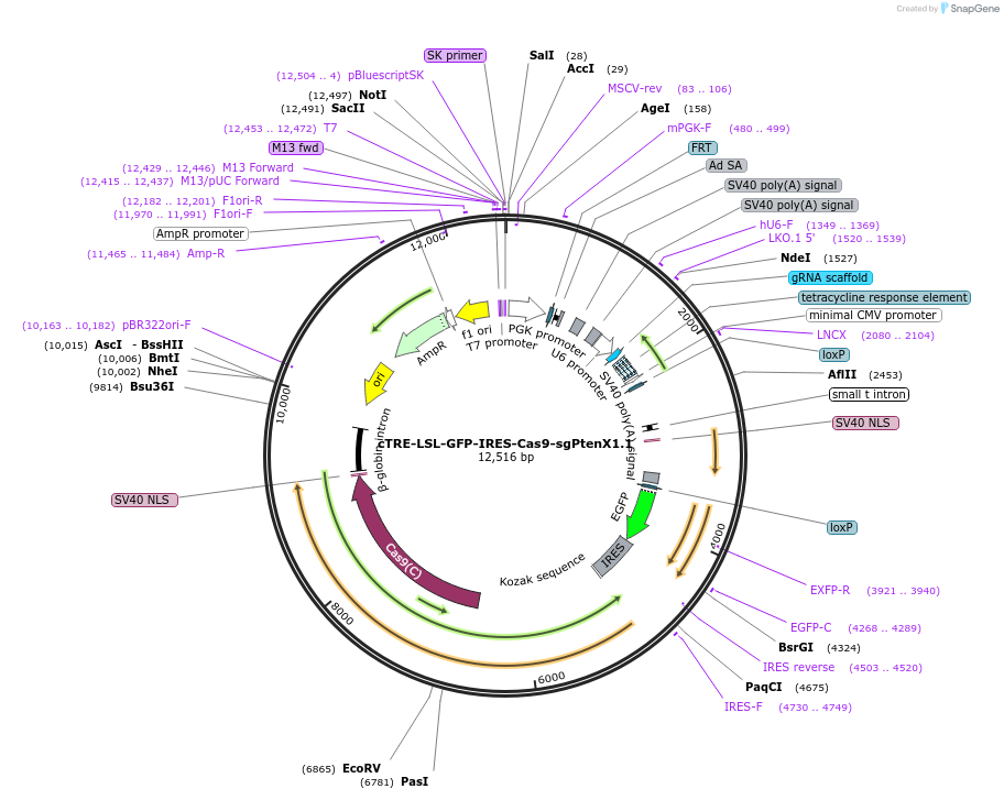 135669-plasmid-map-sequence-id-325841