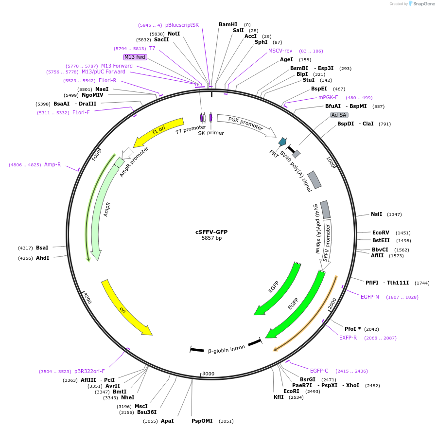 135670-plasmid-map-sequence-id-325843