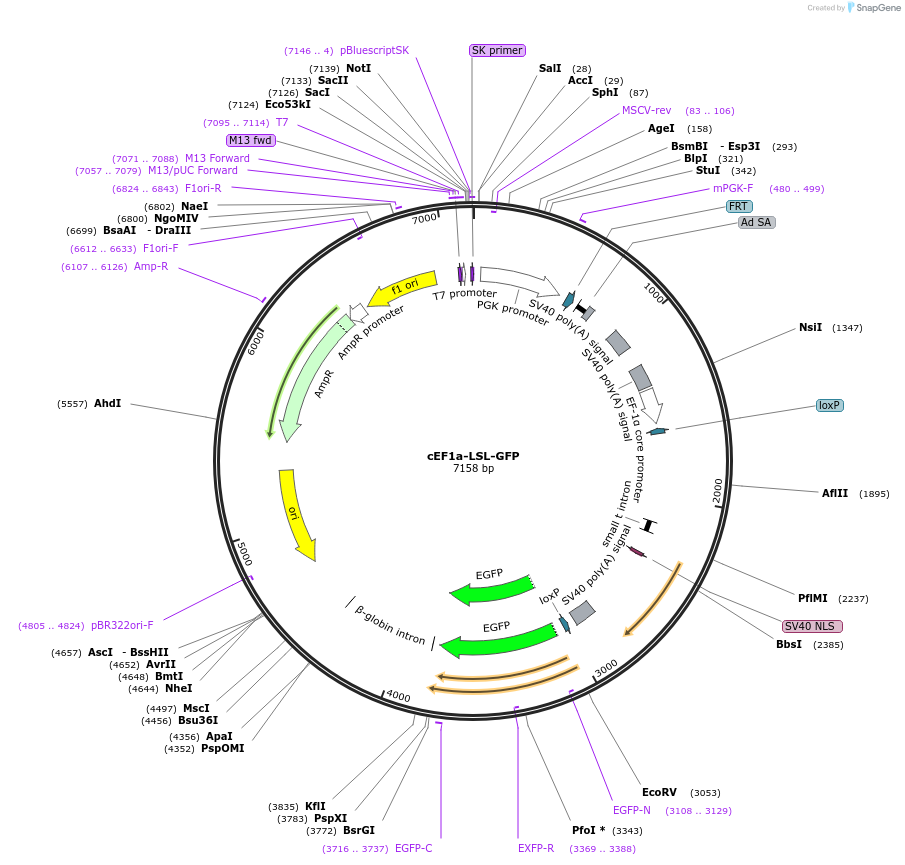 135672-plasmid-map-sequence-id-325851