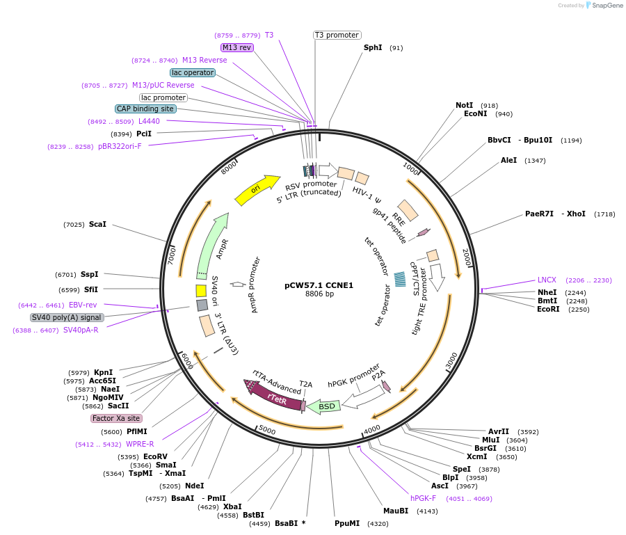 164144-plasmid-map-sequence-id-325861