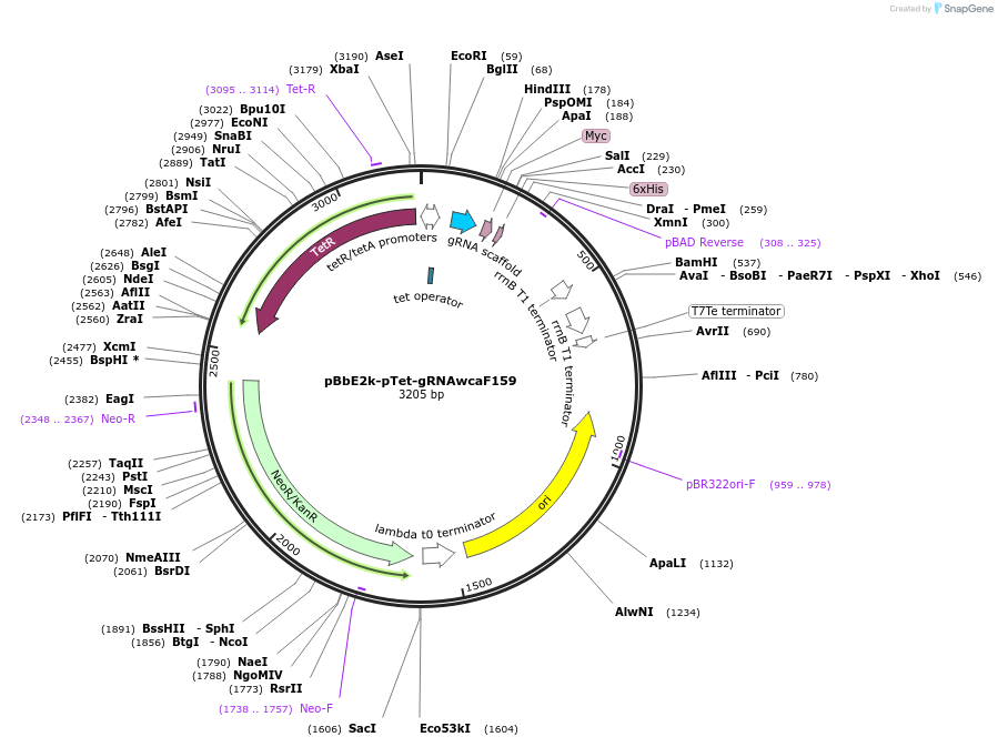 122259-plasmid-map-sequence-id-325871