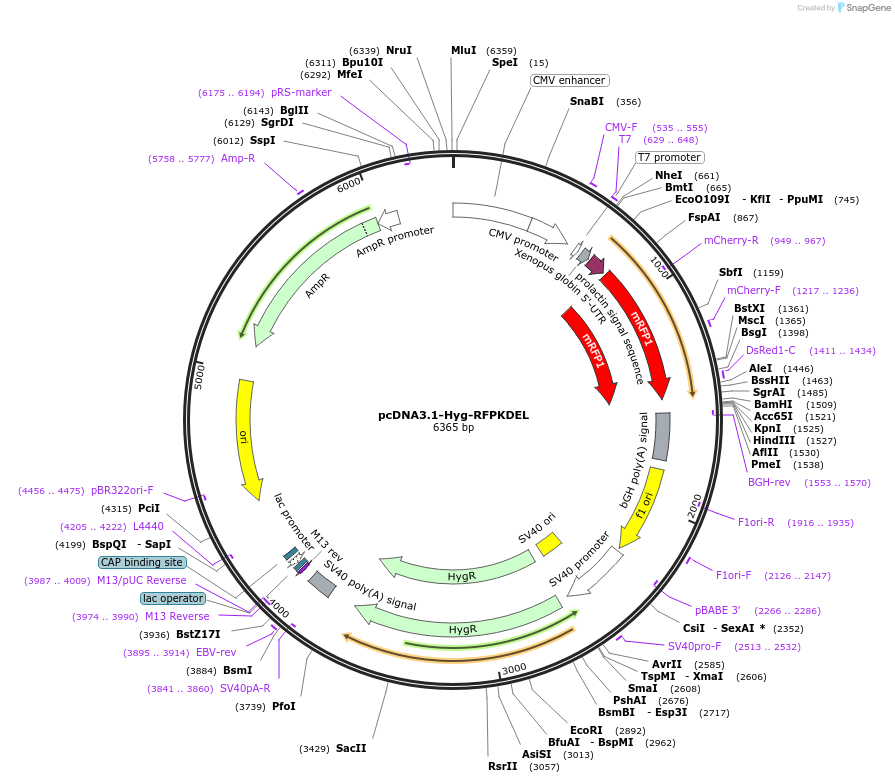 138660-plasmid-map-sequence-id-325872