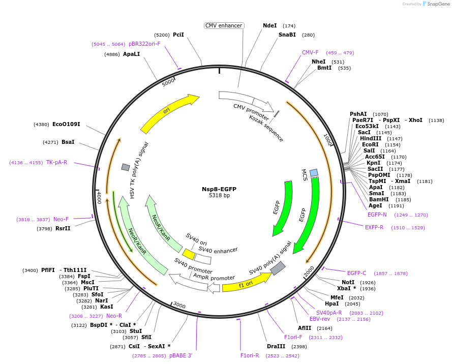 165113-plasmid-map-sequence-id-325883