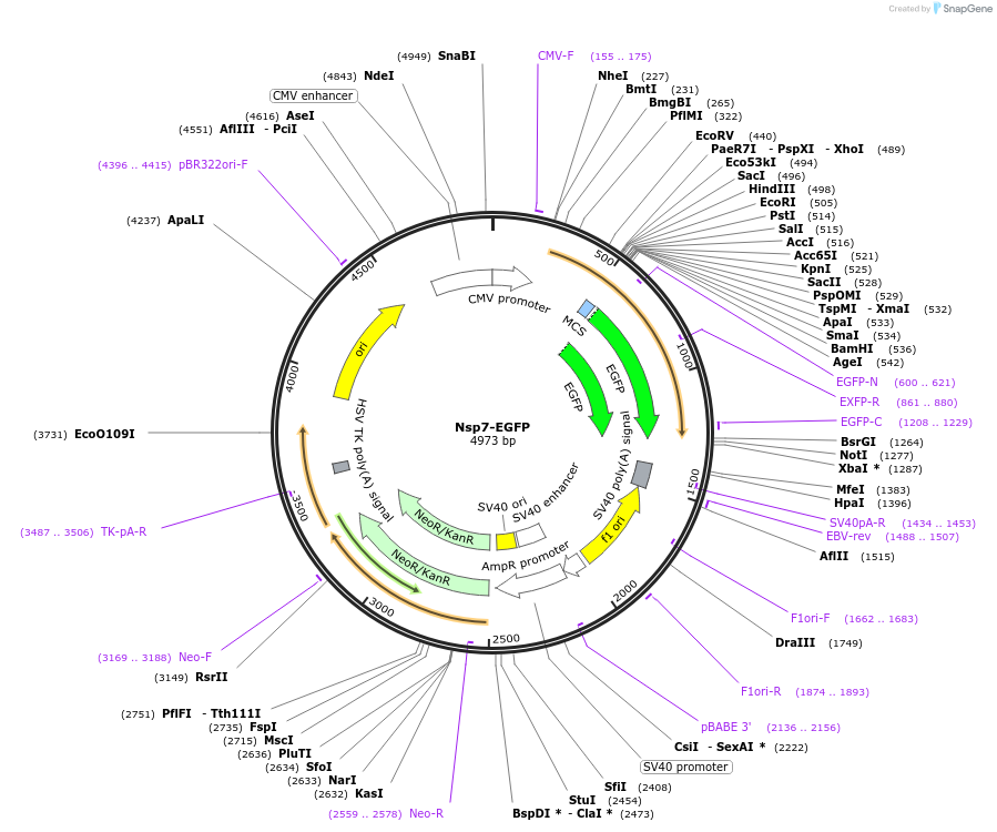 165111-plasmid-map-sequence-id-325885