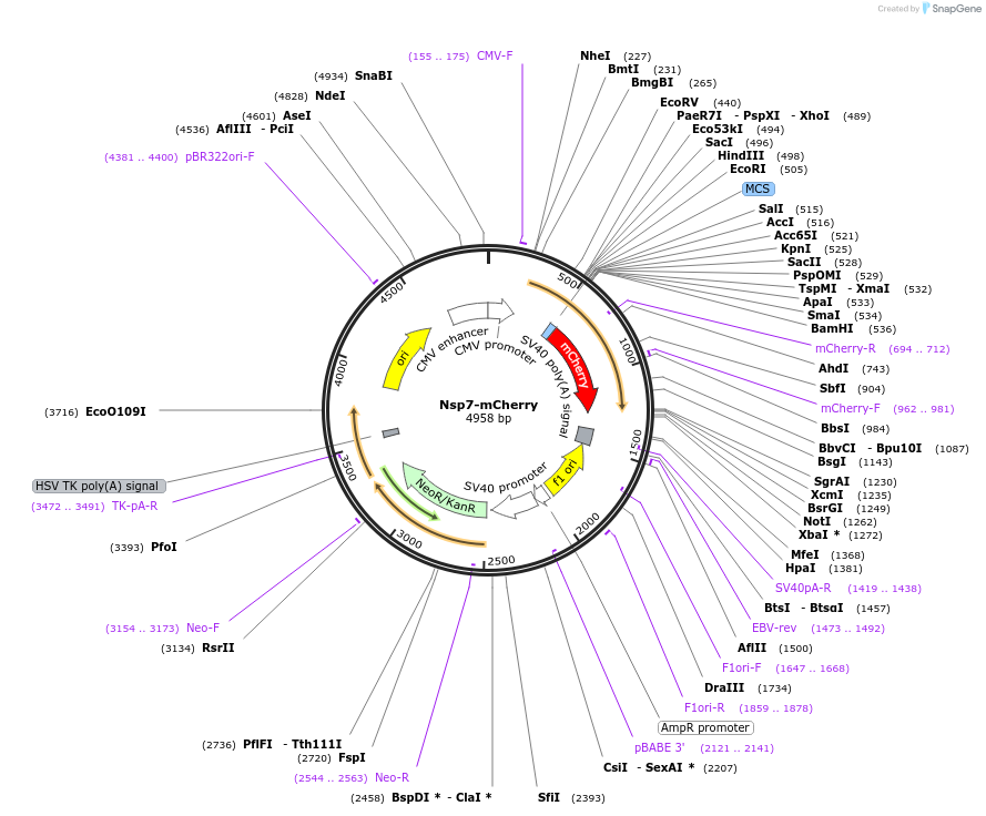 165134-plasmid-map-sequence-id-325887